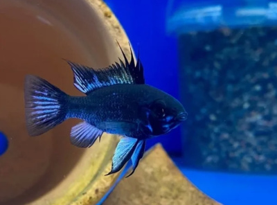 Апистограмма Рамирези Темный Сапфир